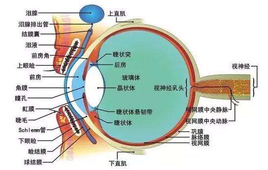 济南知名验光师培训学校，视光眼科知识：眼球解剖