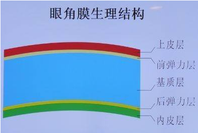 聊城验光师培训的老师分享角膜的形态和分层